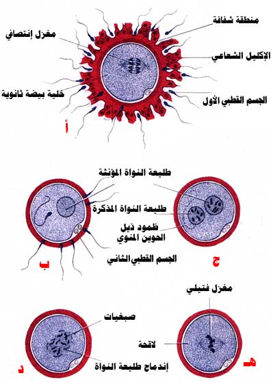 اضغط على الصورة لعرض أكبر.   الإسم:	image.png  مشاهدات:	15  الحجم:	253.7 كيلوبايت  الهوية:	812188