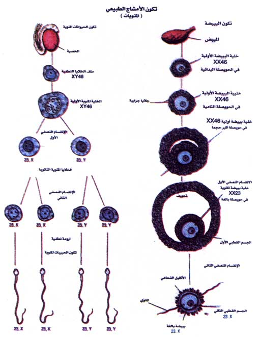 اضغط على الصورة لعرض أكبر.   الإسم:	image.png  مشاهدات:	12  الحجم:	306.7 كيلوبايت  الهوية:	812189