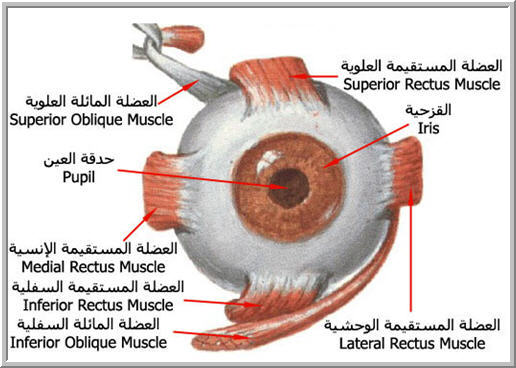 اضغط على الصورة لعرض أكبر. 

الإسم:	image.png 
مشاهدات:	91 
الحجم:	222.2 كيلوبايت 
الهوية:	823907