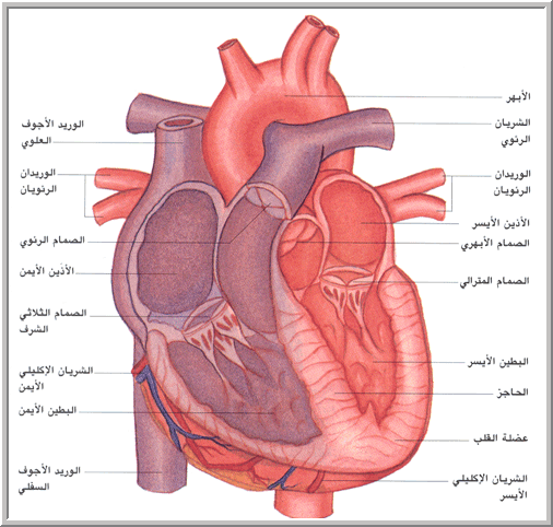 اضغط على الصورة لعرض أكبر. 

الإسم:	image.png 
مشاهدات:	94 
الحجم:	230.8 كيلوبايت 
الهوية:	823909