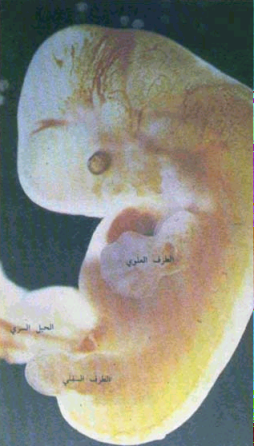 اضغط على الصورة لعرض أكبر. 

الإسم:	image.png 
مشاهدات:	62 
الحجم:	194.7 كيلوبايت 
الهوية:	826700