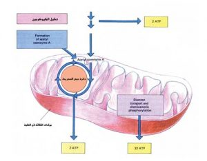 اضغط على الصورة لعرض أكبر. 

الإسم:	image.png 
مشاهدات:	26 
الحجم:	77.9 كيلوبايت 
الهوية:	828875