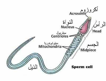 اضغط على الصورة لعرض أكبر. 

الإسم:	sperm cell.jpg 
مشاهدات:	579 
الحجم:	24.6 كيلوبايت 
الهوية:	830114