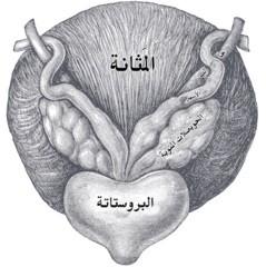 اضغط على الصورة لعرض أكبر. 

الإسم:	bladder prostate and sperm,.jpg 
مشاهدات:	465 
الحجم:	21.4 كيلوبايت 
الهوية:	830115