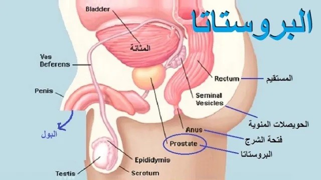 اضغط على الصورة لعرض أكبر. 

الإسم:	bladder prostate and sperm.jpg 
مشاهدات:	803 
الحجم:	46.7 كيلوبايت 
الهوية:	830116
