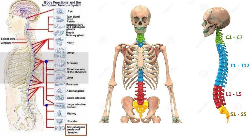 اضغط على الصورة لعرض أكبر. 

الإسم:	body skeleton.jpg 
مشاهدات:	1057 
الحجم:	99.3 كيلوبايت 
الهوية:	830117