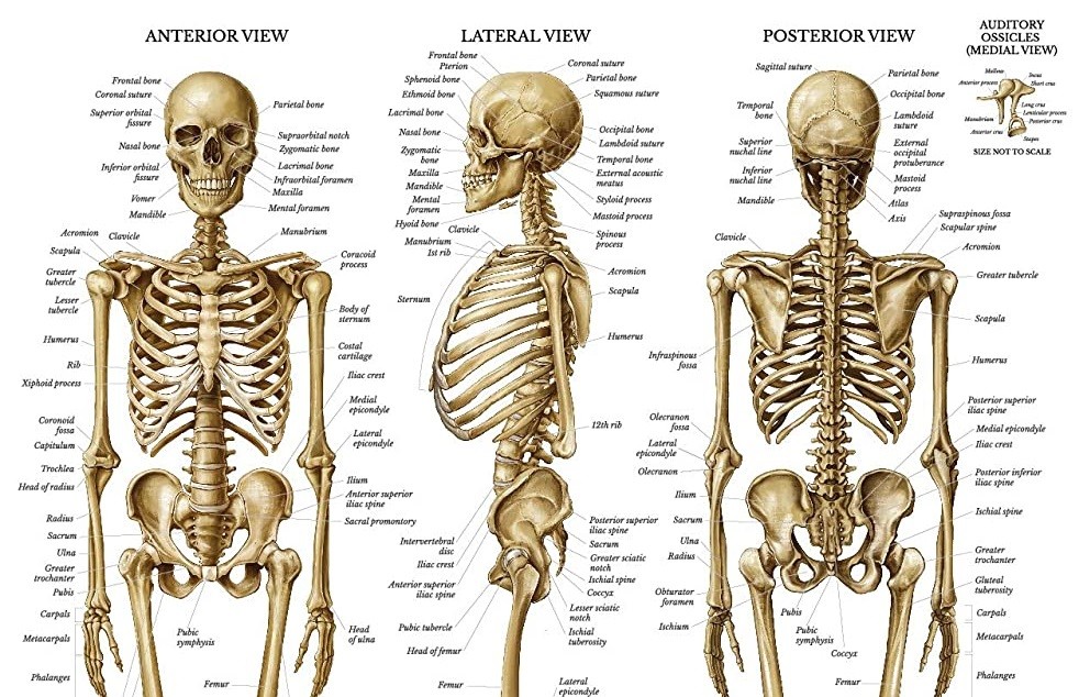 اضغط على الصورة لعرض أكبر. 

الإسم:	body skeleton1.jpg 
مشاهدات:	653 
الحجم:	220.4 كيلوبايت 
الهوية:	830118