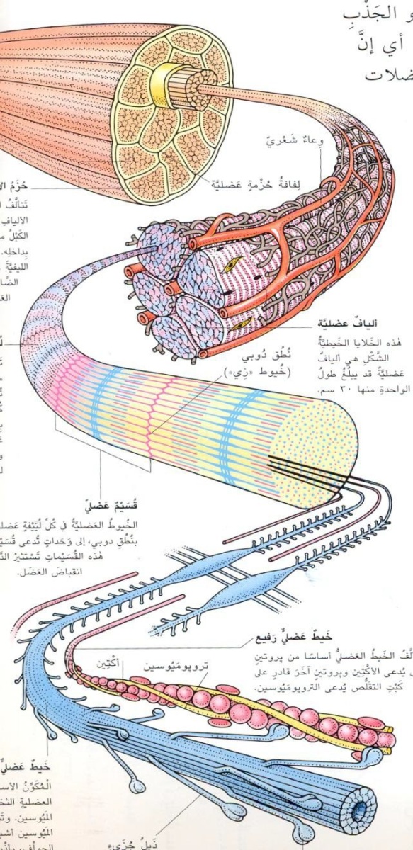 اضغط على الصورة لعرض أكبر. 

الإسم:	8.jpg 
مشاهدات:	50 
الحجم:	308.0 كيلوبايت 
الهوية:	831932