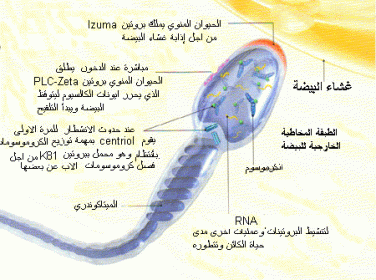 اضغط على الصورة لعرض أكبر. 

الإسم:	0015-1.gif 
مشاهدات:	46 
الحجم:	39.0 كيلوبايت 
الهوية:	832427