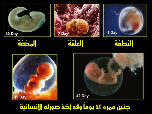 اضغط على الصورة لعرض أكبر. 

الإسم:	embryo_human_001.jpg 
مشاهدات:	60 
الحجم:	51.1 كيلوبايت 
الهوية:	832462