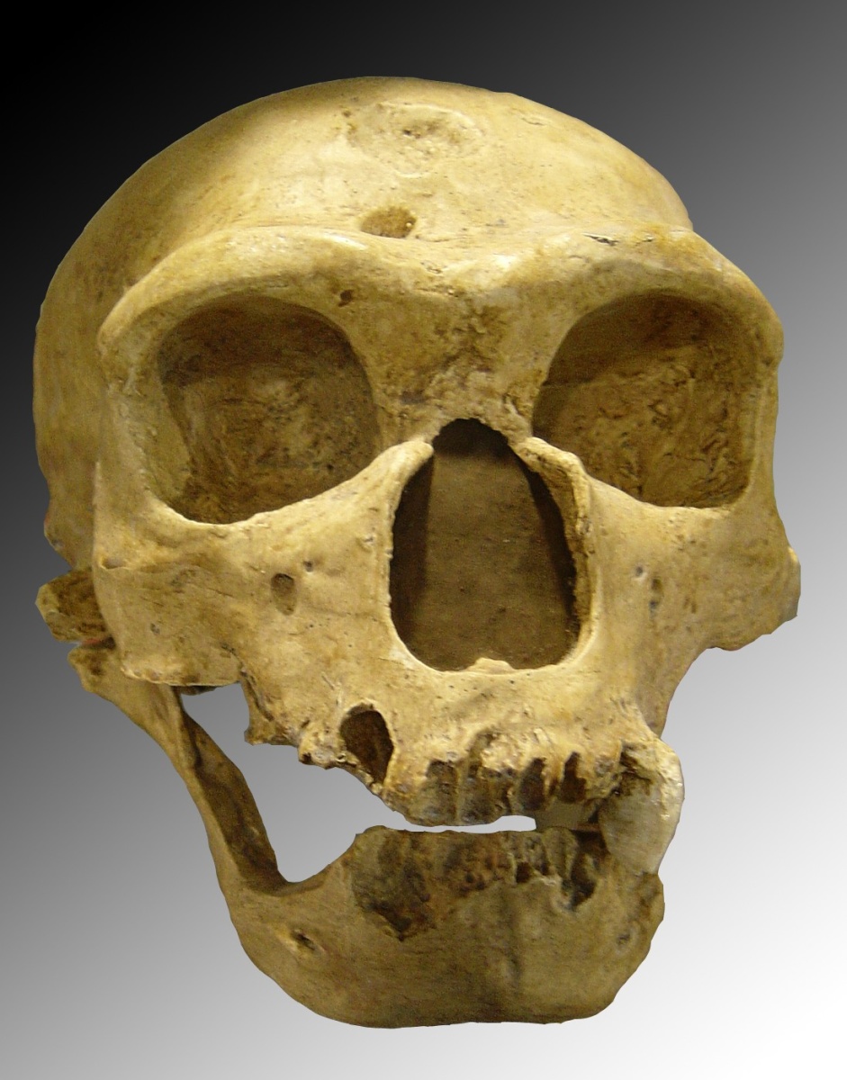 اضغط على الصورة لعرض أكبر. 

الإسم:	Homo_sapiens_neanderthalensis.jpg.jpg 
مشاهدات:	34 
الحجم:	282.2 كيلوبايت 
الهوية:	832471