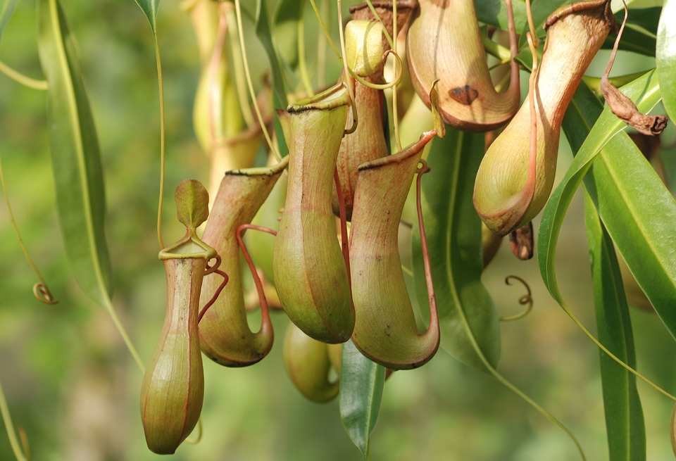 اضغط على الصورة لعرض أكبر. 

الإسم:	pitcher-plant-362370_960_720-compressed.jpg 
مشاهدات:	11 
الحجم:	94.6 كيلوبايت 
الهوية:	839153