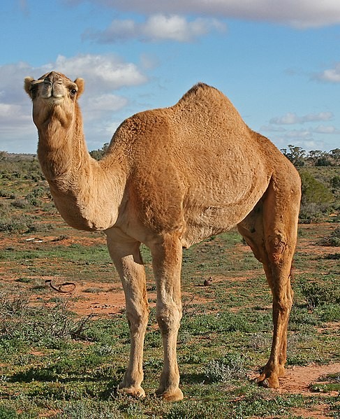 اضغط على الصورة لعرض أكبر. 

الإسم:	487px-07._Camel_Profile,_near_Silverton,_NSW,_07.07.2007.jpg 
مشاهدات:	10 
الحجم:	132.8 كيلوبايت 
الهوية:	839167