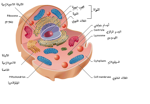 اضغط على الصورة لعرض أكبر. 

الإسم:	image.png 
مشاهدات:	5 
الحجم:	90.0 كيلوبايت 
الهوية:	839829