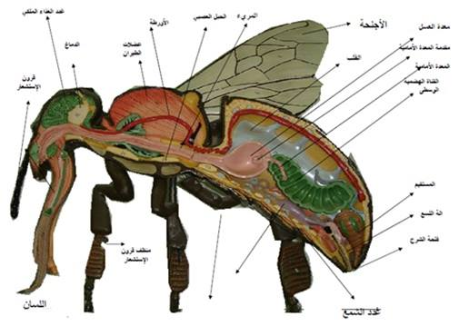 اضغط على الصورة لعرض أكبر.   الإسم:	image.png  مشاهدات:	0  الحجم:	222.9 كيلوبايت  الهوية:	840782