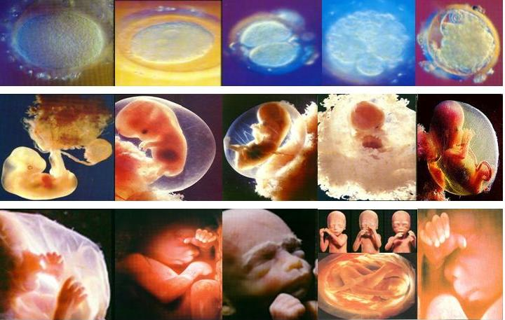 صورة تبين تطور الجنين عند الانسان من الخلية حتى يصبح جنينا كاملا