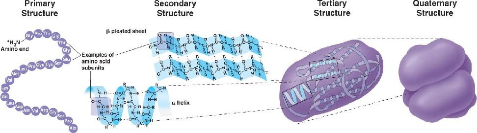 اضغط على الصورة لعرض أكبر.   الإسم:	05_21-ProteinStructure-L.jpg  مشاهدات:	7  الحجم:	64.6 كيلوبايت  الهوية:	843597