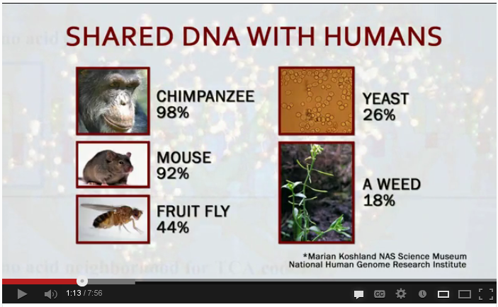 اضغط على الصورة لعرض أكبر.   الإسم:	DNA-chart1.png  مشاهدات:	7  الحجم:	331.4 كيلوبايت  الهوية:	843598