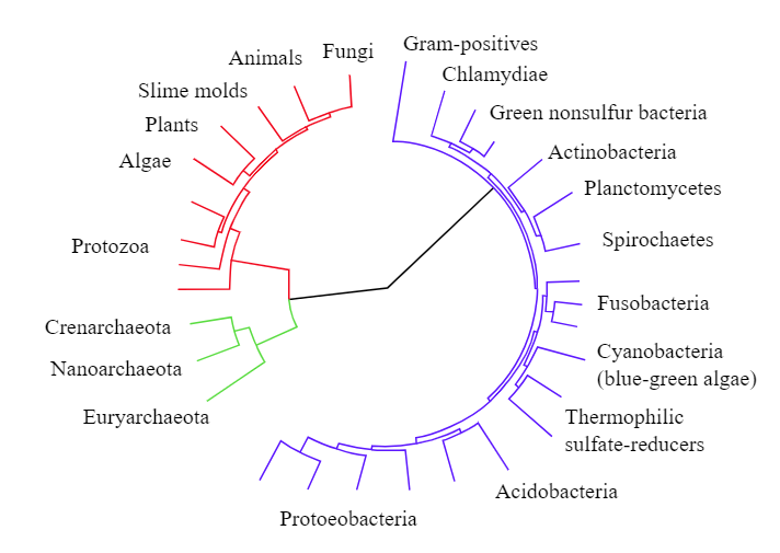 أحدث النظريات الداروينية آخر المعاقل : مفاهيم بيولوجية ثورية نظرية الــ EVO- DEVO  Evolutionary developmental biolog