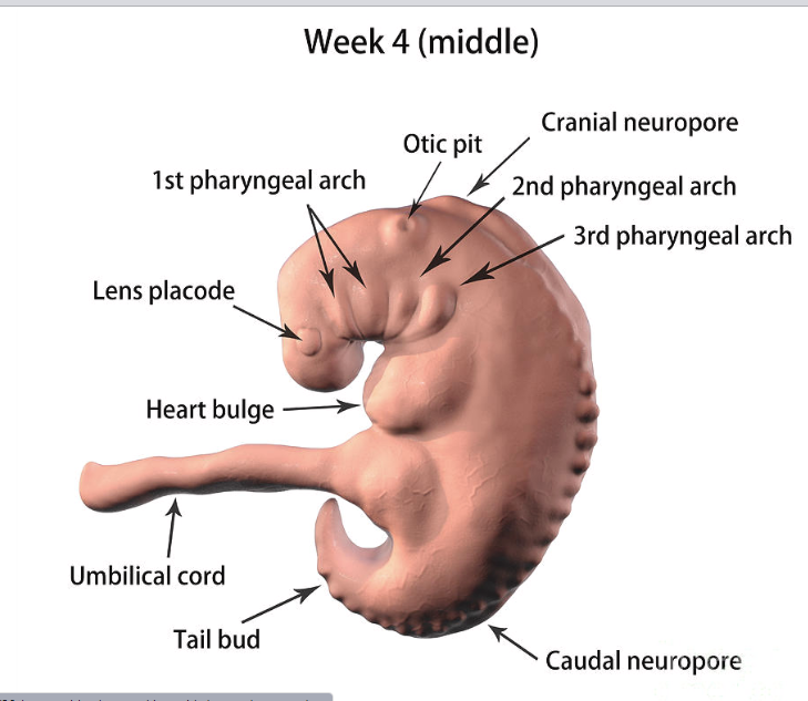 مراحل تطور الجنين - الجنين في الأسبوع الرابع
