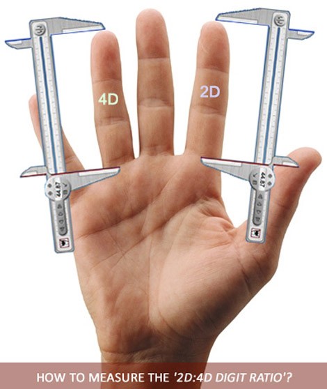 نسبة طول السبابة index finger أو digit 2 أو"2D"(digit 2, or "2D")والبنصر(ring finger)أي البنصر أو الأصبع الرابع(digit 4, or "4D") يطلق عليها sexually dimorphic.