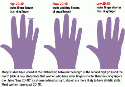 هذه الأفكار الجديدة تشير إلى أن نسبة الـ finger ratio research في البحوث المستقبلية ستصبح على الأرجح سهلة عند إعادة التصميم re-designedفي الأجنة.