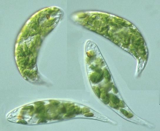 اليوجلينا Euglena