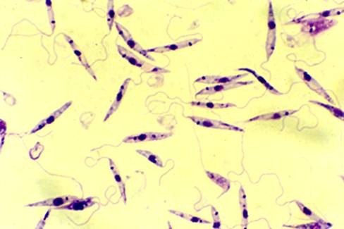 الليشمانيا المدارية Leishmania tropica