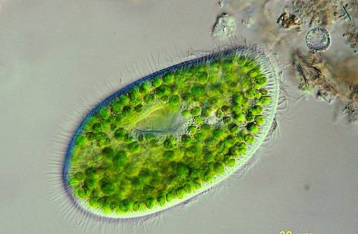 البراميسيوم Paramecium