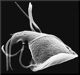 شعبة الجرثوميات ذات الأكياس القطبية .Phylum : Myxospora.