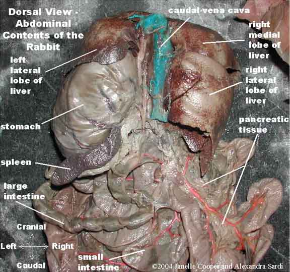 هذا هو ال Digestive system الجهاز الهضمي للأرنب