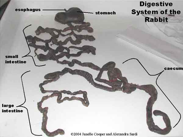 هذا هو ال Digestive system الجهاز الهضمي للأرنب