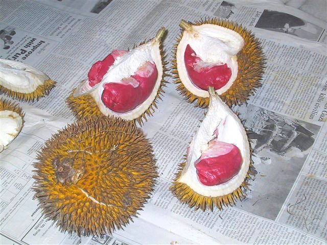 ​ Durian دريان ​ ​ موطنها بروناي وإندونيسا وماليزيا تسمى بملكة الفواكه بسبب كبر حجمها لها رائحة كريهة جدا ولهذا هي ممنوعة في الأماكن العامة لكن مذاقها حلو ذات قشرة قاسية شوكية ​