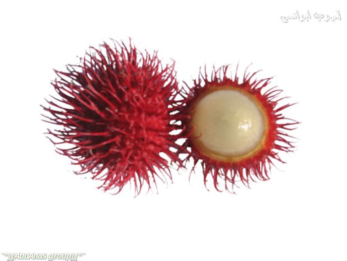 ​ Rambutan رامبوتان ​ ​ تكثر في جنوب شرق آسيا عموما شجرتها مثمرة دائما الثمرة مغطاة بقشرة جلدية لها شعيرات ومذاقها حلو زيادة وتقريبا شبيه بالعنب من حيث المذاق ​