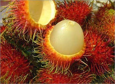 ​ Rambutan رامبوتان ​ ​ تكثر في جنوب شرق آسيا عموما شجرتها مثمرة دائما الثمرة مغطاة بقشرة جلدية لها شعيرات ومذاقها حلو زيادة وتقريبا شبيه بالعنب من حيث المذاق ​