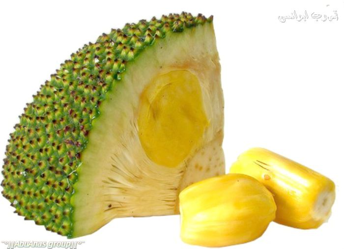 ​ Jackfruit جاك فروت او جاكويرا ​ هي أضخم الفواكه المزروعة , وتتميز بنواتها الصغيرة وقشرتها الصفراء أو الصفراء المائلة إلى اللون البرتقالي ويتم تناولها نيئةً كمأكولات خفيفة , أو كحلوى ​