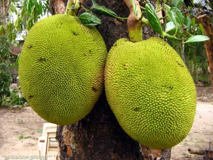 ​ Jackfruit جاك فروت او جاكويرا ​ هي أضخم الفواكه المزروعة , وتتميز بنواتها الصغيرة وقشرتها الصفراء أو الصفراء المائلة إلى اللون البرتقالي ويتم تناولها نيئةً كمأكولات خفيفة , أو كحلوى ​