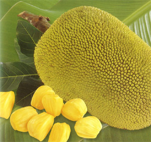 ​ Jackfruit جاك فروت او جاكويرا ​ هي أضخم الفواكه المزروعة ,موطنها جنوب وغرب الهند وسريلانكا والفلبين وبنغلادش وتزرع في البرازيل ويقال أنها تزرع في جيزان وتعبتر الشجرة من أكبر الشجرات المثمرة ثمرتها تشبه الأناناس في المذاق باختلاف أن الأناناس أكثر حلاوة ذات قشرة قوية وخشب الشجرة قوي يستخدم في صنع الأثاث ​