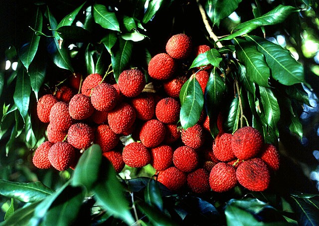 ​ Lychee ليتشي ​ ​ موطنها جنوب الصين وجنوب الهند وتايوان قشرتها قاسية تقريبا مثل قشرة الفستق السوداني ويقال أنها قديمة أي ما قبل الميلاد بـ 2000 سنة وتشبه في المذاق العنب وغنية جدا بفيتامين C تؤكل طازجة وتستعمل في تصنيع الآيس كريم والحلويات وسلطة الفواكه ​