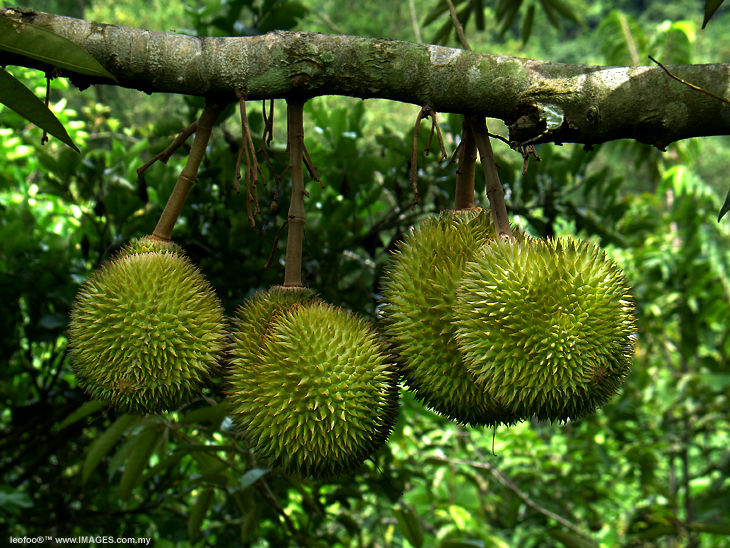 ​ Durian دريان ​ ​ موطنها بروناي وإندونيسا وماليزيا تسمى بملكة الفواكه بسبب كبر حجمها لها رائحة كريهة جدا ولهذا هي ممنوعة في الأماكن العامة لكن مذاقها حلو ذات قشرة قاسية شوكية ​