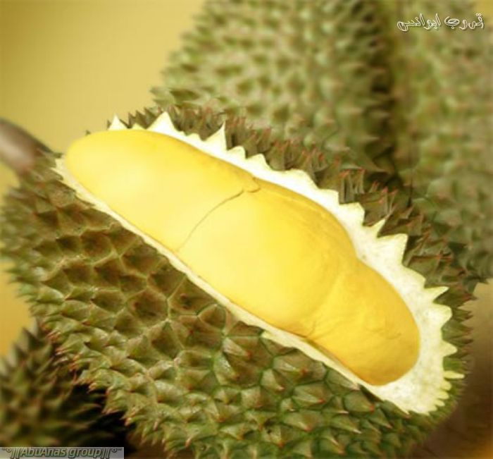 ​ Durian دريان ​ ​ موطنها بروناي وإندونيسا وماليزيا تسمى بملكة الفواكه بسبب كبر حجمها لها رائحة كريهة جدا ولهذا هي ممنوعة في الأماكن العامة لكن مذاقها حلو ذات قشرة قاسية شوكية ​