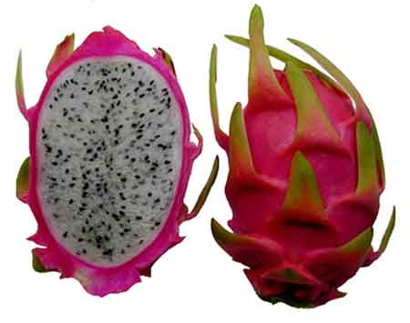 Dragon Fruit فاكهة التنين ​ ​ ​ موطنها المكسيك ووسط جنوب أمريكا سميت بهذا الاسم بسبب شكلها ولونها وتكون بـ 3 ألوان أبيض ووردي وأحمر لها طعم قريب من الكمثرى شجرها شجر الصبار وأزهارها تؤكل أو تستعمل في صنع الشاي ​