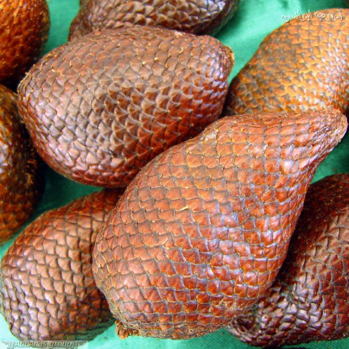 ​ Salak سالاك ​ ​ موطنها ماليزيا وإندونيسيا وتسمى بـ Snake-fruit بسبب شبه قشرتها بجلد الثعبان تنمو على شكل عناقيد تشبه التفاح من حيث المضمون المذاق حلو وأنواع أخرى حامض وأنواع أخرى قاسية وجافة ​