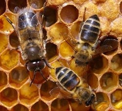 اضغط على الصورة لعرض أكبر. 

الإسم:	honey_bees200.jpg 
مشاهدات:	18 
الحجم:	24.0 كيلوبايت 
الهوية:	845153