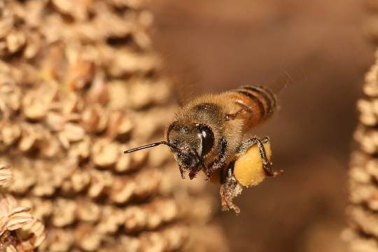 اضغط على الصورة لعرض أكبر. 

الإسم:	800px-Apis_mellifera_flying1.jpg 
مشاهدات:	17 
الحجم:	31.6 كيلوبايت 
الهوية:	845154