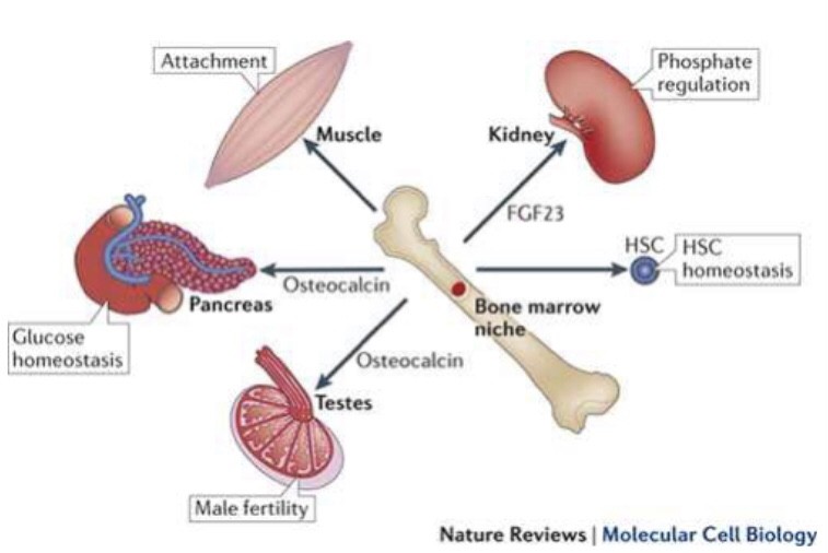الدراسات العلمية الحديثة قد أثبتت أن للعظام دوراً فاعلاً فى إنتاج الحيوانات المنوية حيث يحفز بروتين العظام أوستيوكالسين الخلايا البينية فى الخصية لإفراز هرمون التستوستيرون اللازم لبناء المنويات (الحيوانات المنوية) فى خلايا الخصيتين ..
