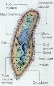 اولا الباراميسيوم PARAMECIUM