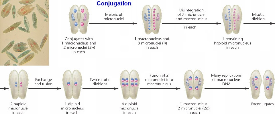 اضغط على الصورة لعرض أكبر. 

الإسم:	09_10-Paramecium_conjugation.jpg 
مشاهدات:	14 
الحجم:	80.7 كيلوبايت 
الهوية:	846481