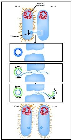 اضغط على الصورة لعرض أكبر.   الإسم:	biol_01_img0040.jpg  مشاهدات:	0  الحجم:	26.4 كيلوبايت  الهوية:	846111