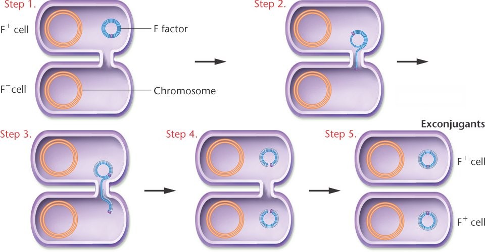 اضغط على الصورة لعرض أكبر. 

الإسم:	06_06-conjugation.jpg 
مشاهدات:	26 
الحجم:	80.7 كيلوبايت 
الهوية:	846116